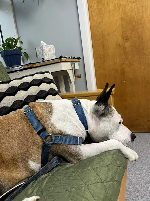 Brackett Street Veterinary Clinic 9