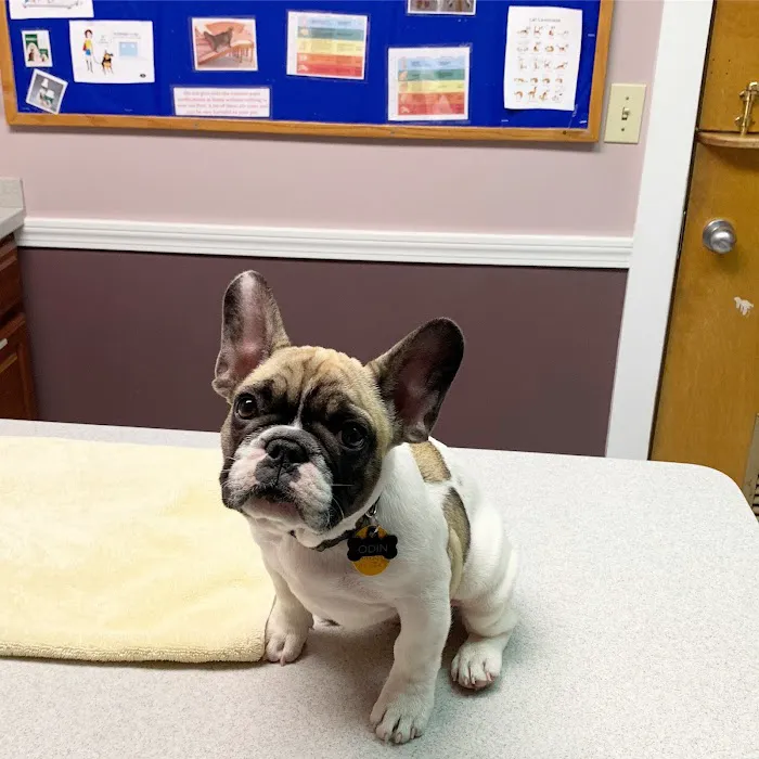 Brackett Street Veterinary Clinic 5