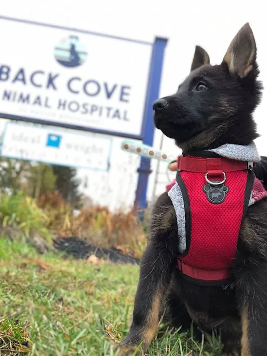 Back Cove Animal Hospital 3