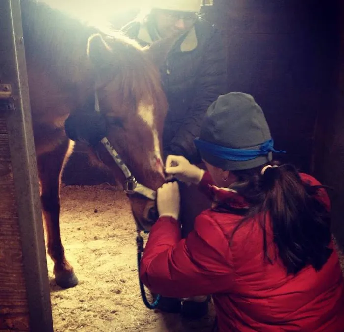 Back Cove Equine Veterinary Care 3