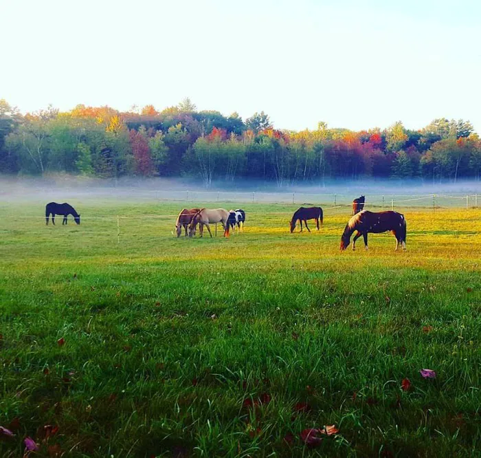 Back Cove Equine Veterinary Care 1