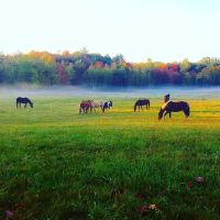 Back Cove Equine Veterinary Care ico