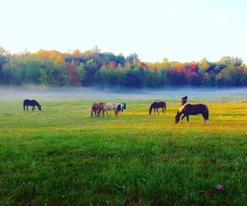 Back Cove Equine Veterinary Care