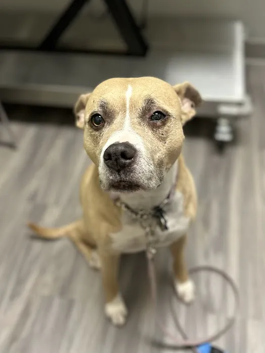 Portland PetMedic Urgent Care Vet Clinic 9
