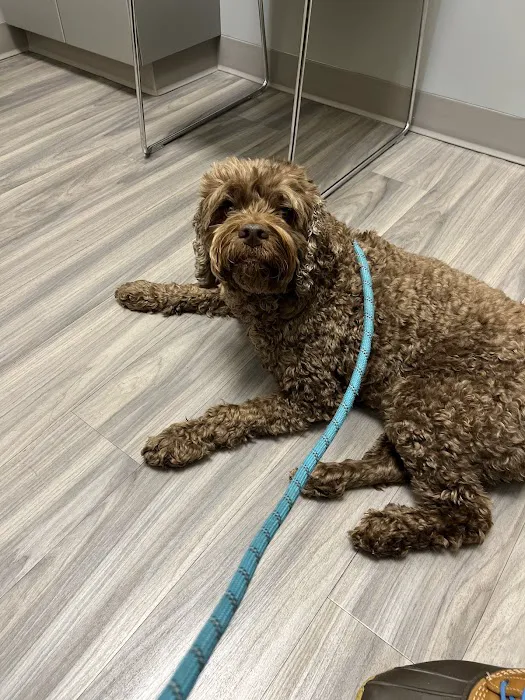 Portland PetMedic Urgent Care Vet Clinic 1