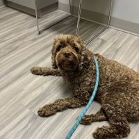 Portland PetMedic Urgent Care Vet Clinic ico