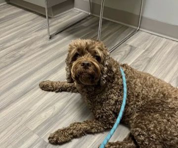 Portland PetMedic Urgent Care Vet Clinic