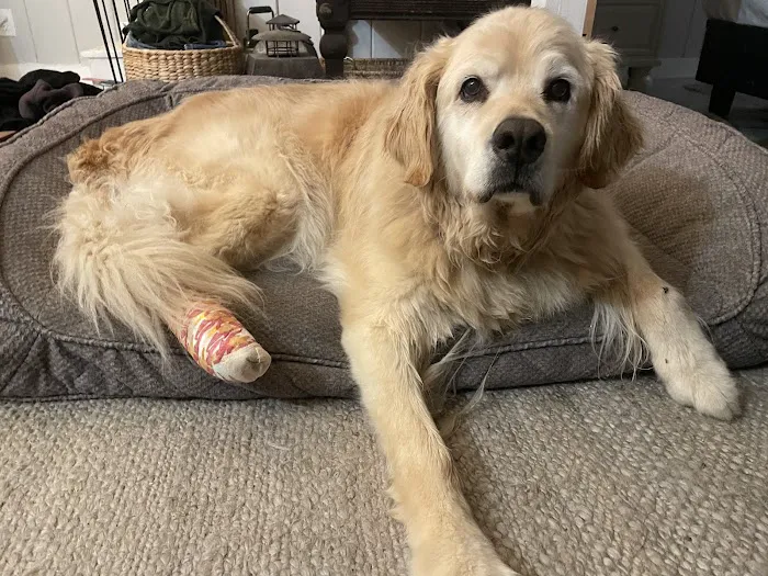 Portland PetMedic Urgent Care Vet Clinic 4