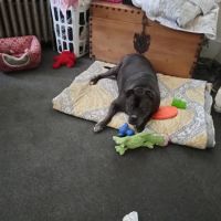 Auburn Animal Center ico