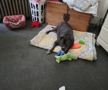 Auburn Animal Center