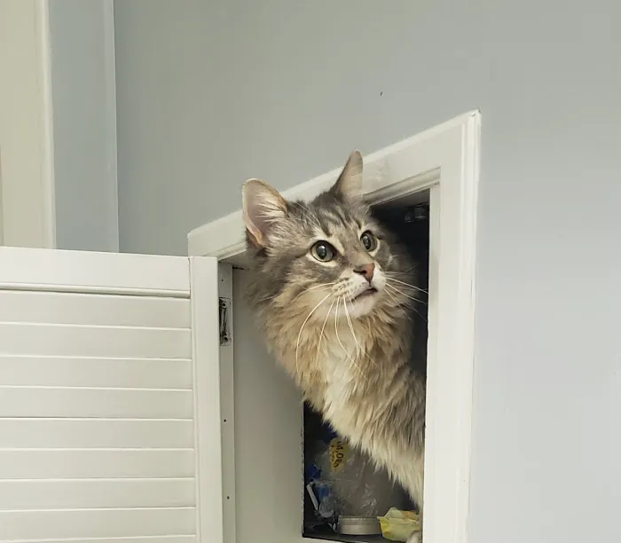 Auburn Animal Center 4
