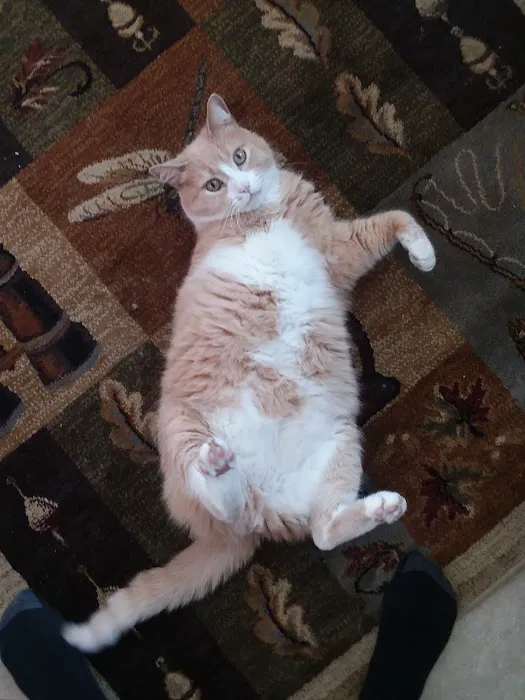 Auburn Animal Center 7