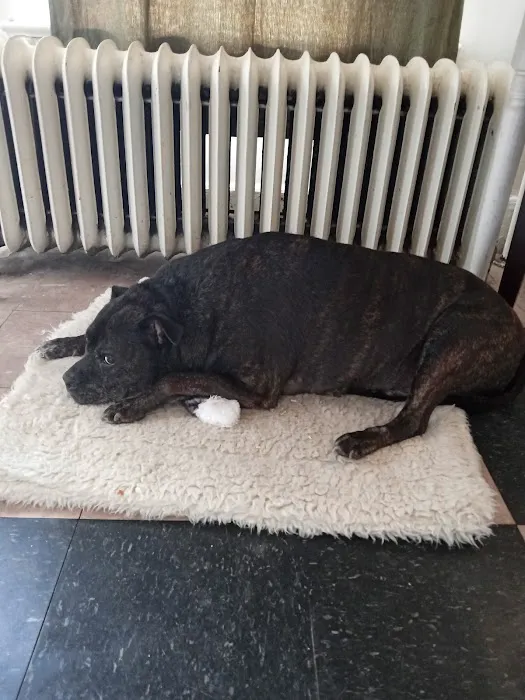 Auburn Animal Center 8