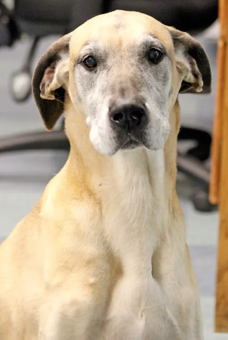 Animal Emergency Clinic of Mid-Maine 9