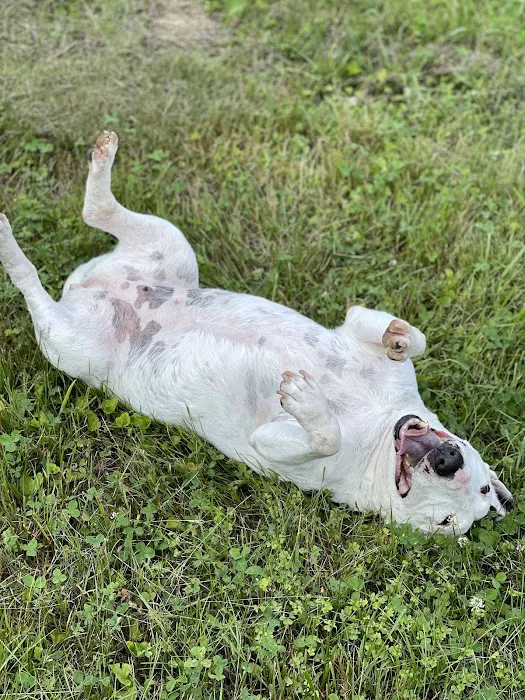 Animal Emergency Clinic of Mid-Maine 7