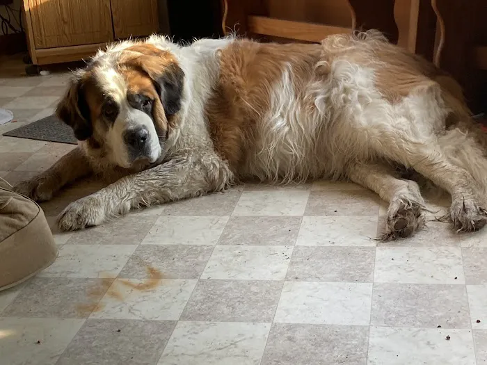 Animal Emergency Clinic of Mid-Maine 5