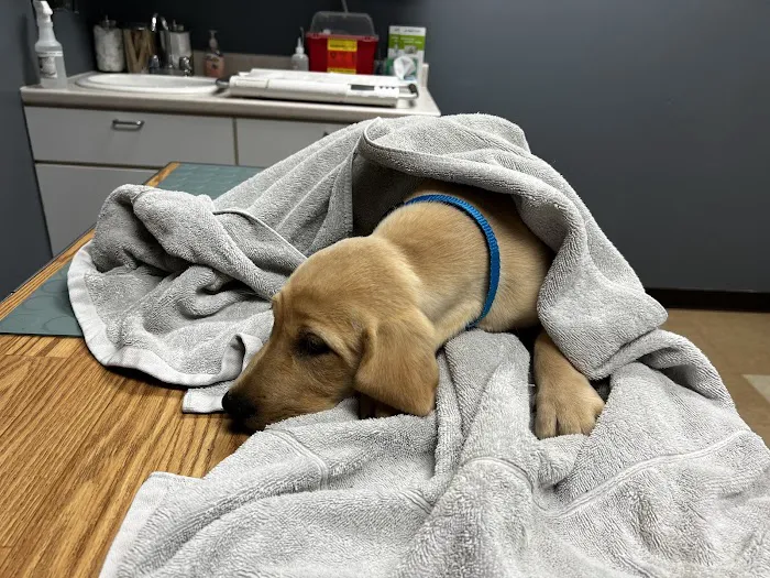 Animal Emergency Clinic of Mid-Maine 6