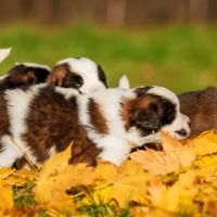 Turner Veterinary Service ico