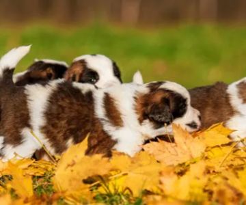 Turner Veterinary Service
