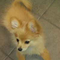 Lisbon Road Animal Hospital ico