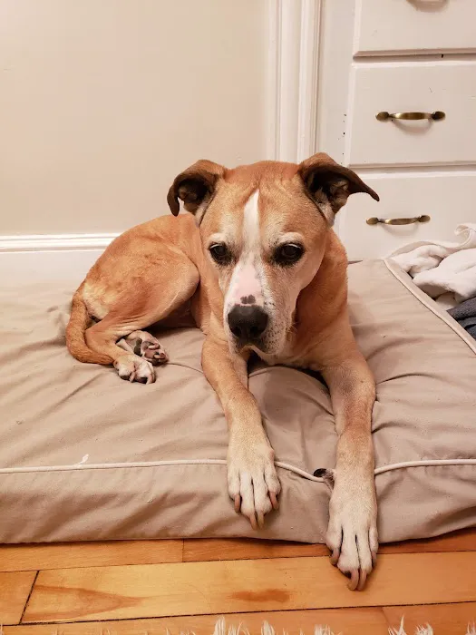 Holistic Healing For Animals 1