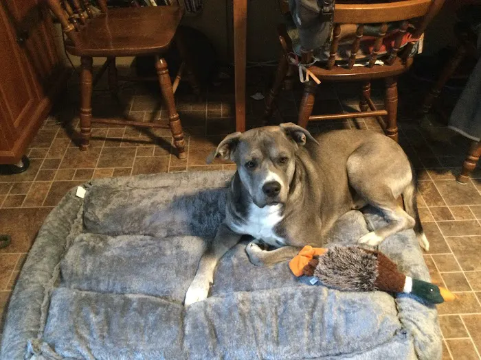 Bethel Animal Hospital 1