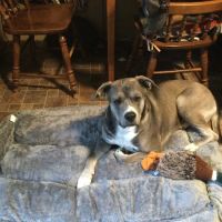 Bethel Animal Hospital ico