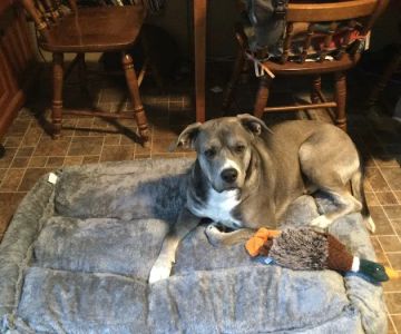 Bethel Animal Hospital