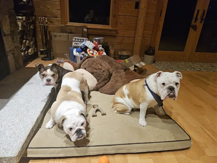 Bethel Animal Hospital 8