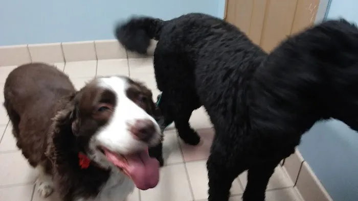 Bethel Animal Hospital 9