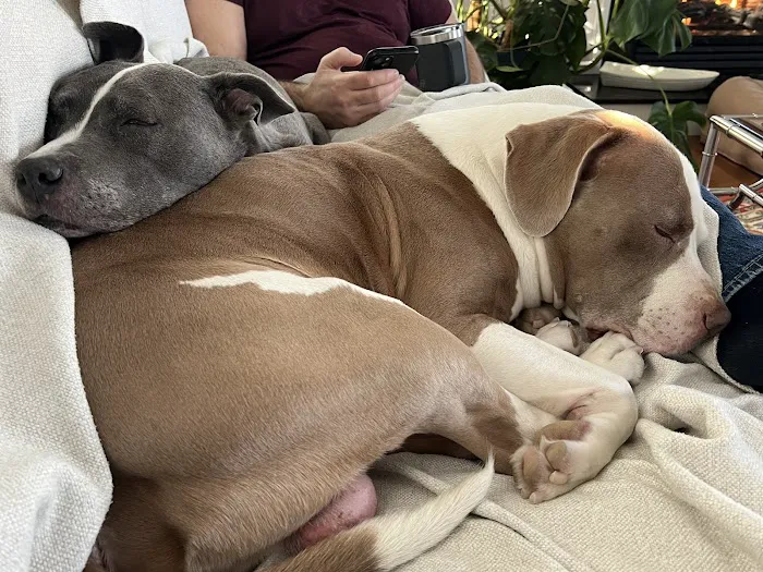 Bethel Animal Hospital 6
