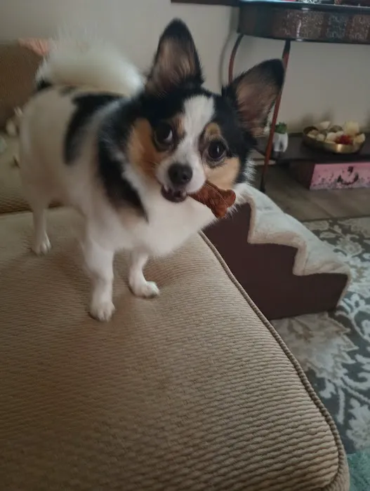 Bethel Animal Hospital 7
