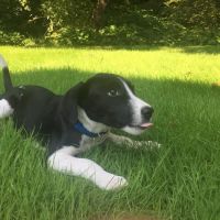 Yarmouth Veterinary Center ico