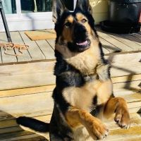 Falmouth Veterinary Hospital ico