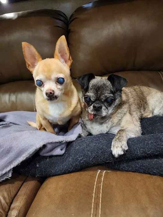 PetMedic Urgent Care Vet Clinic - Freeport 8