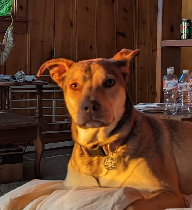 PetMedic Urgent Care Vet Clinic - Freeport 6