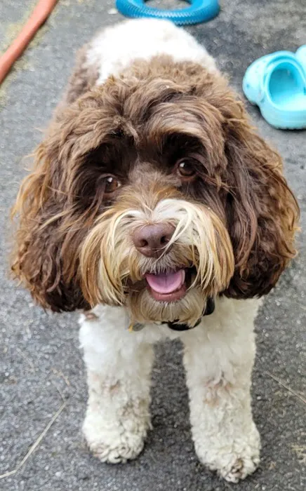 PetMedic Urgent Care Vet Clinic - Freeport 9