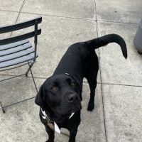 CareVet of Freeport ico