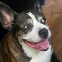 Rumford Animal Hospital ico