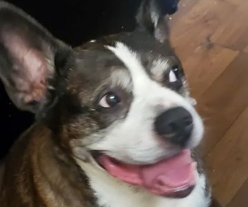 Rumford Animal Hospital