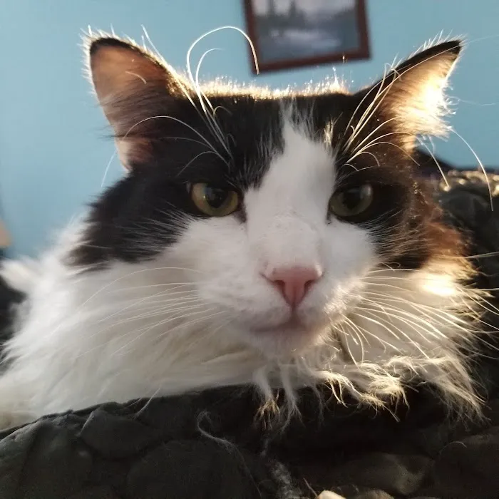 Mt. Mansfield Animal Hospital 7