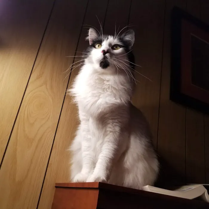 Mt. Mansfield Animal Hospital 4