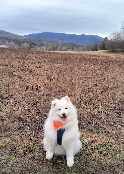 Mt. Mansfield Animal Hospital 1