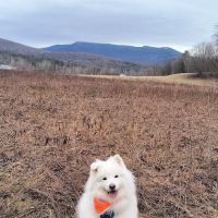 Mt. Mansfield Animal Hospital ico