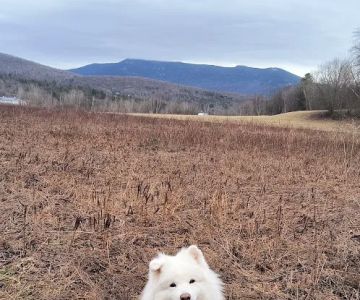 Mt. Mansfield Animal Hospital