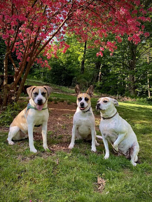 Mt. Mansfield Animal Hospital 9
