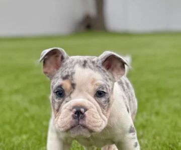 Peak Veterinary Referral Center