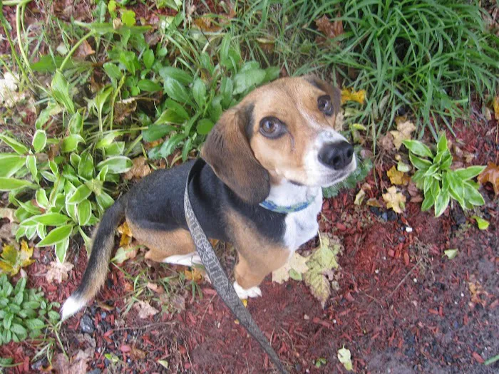 The Holistic Vet of Vermont, LLC 6