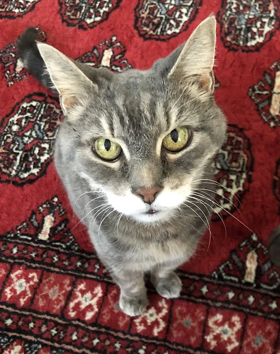 The Holistic Vet of Vermont, LLC 2