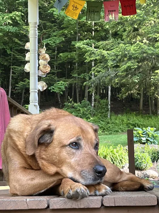 The Holistic Vet of Vermont, LLC 9